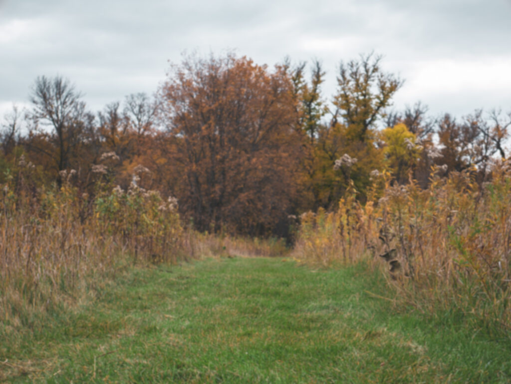 grassy trail in fall